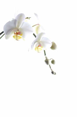 1 Orchidee
